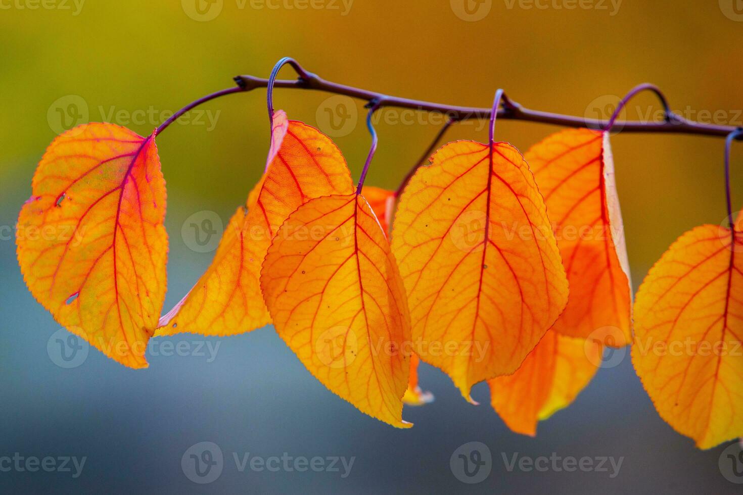 Photo with colorful autumn leaves. Background with magical autumn.