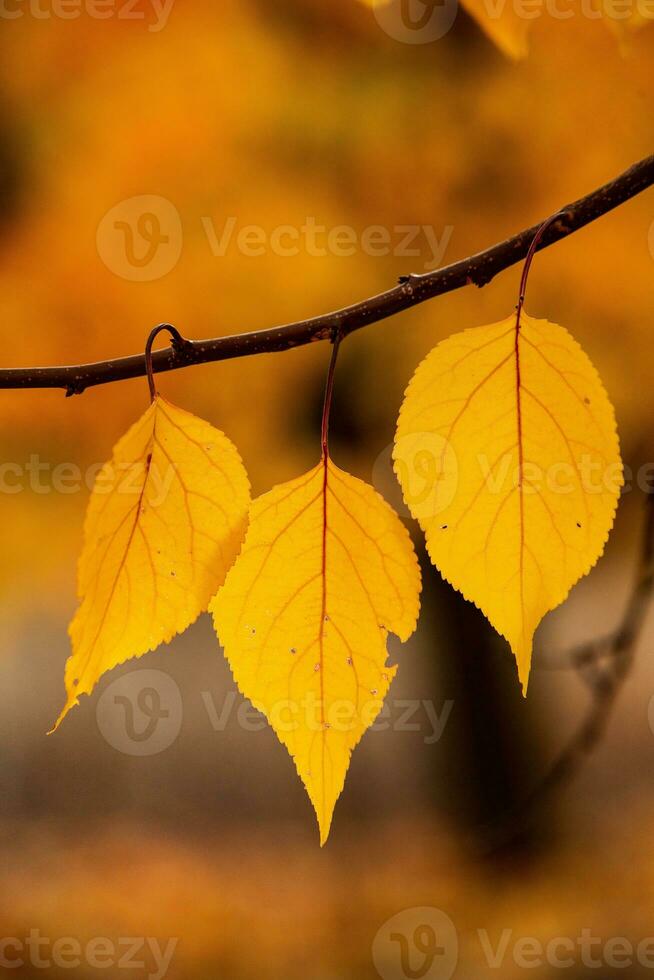 Photo with colorful autumn leaves. Background with magical autumn.