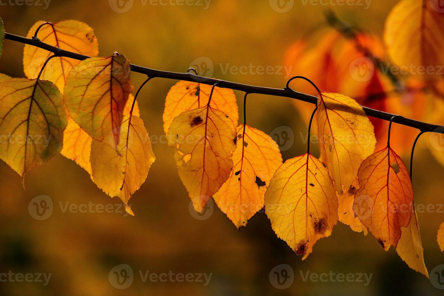 Photo with colorful autumn leaves. Background with magical autumn.