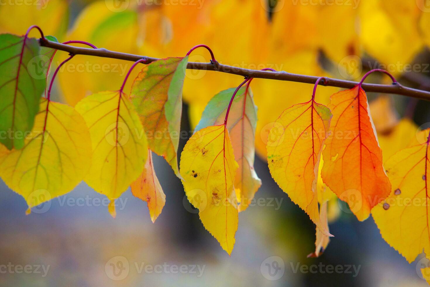 Photo with colorful autumn leaves. Background with magical autumn.