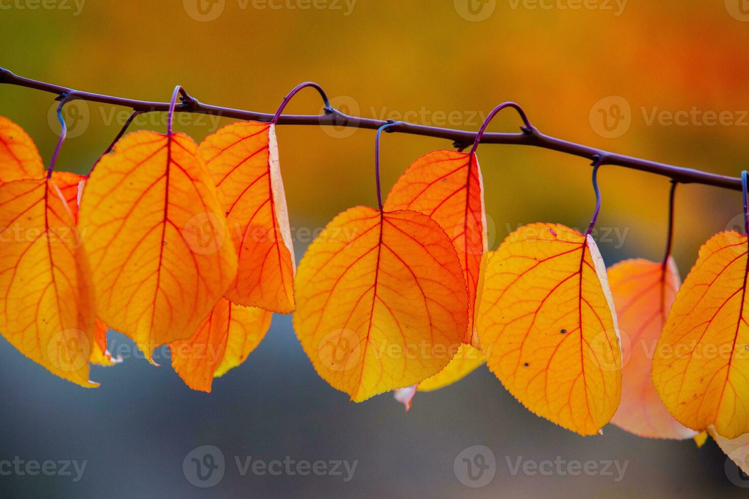Photo with colorful autumn leaves. Background with magical autumn.