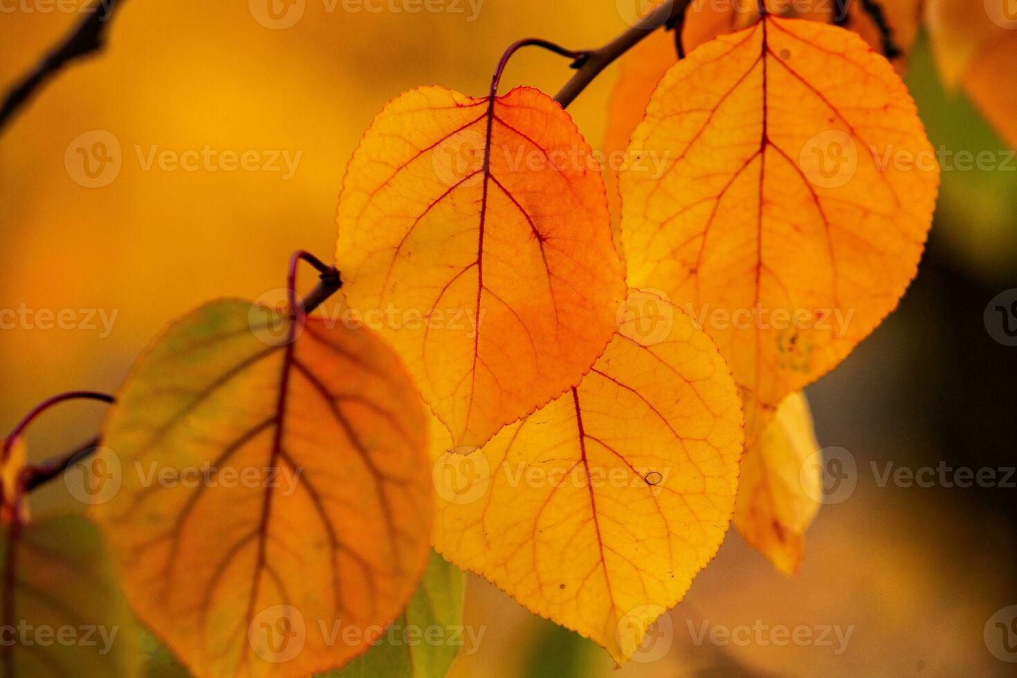Photo with colorful autumn leaves. Background with magical autumn.