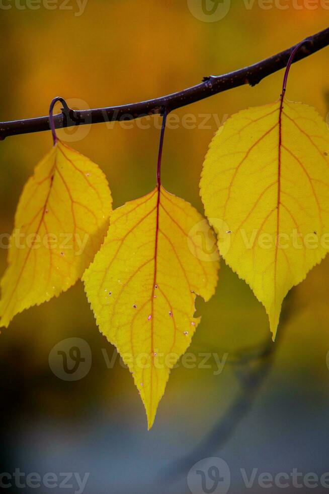 Photo with colorful autumn leaves. Background with magical autumn.