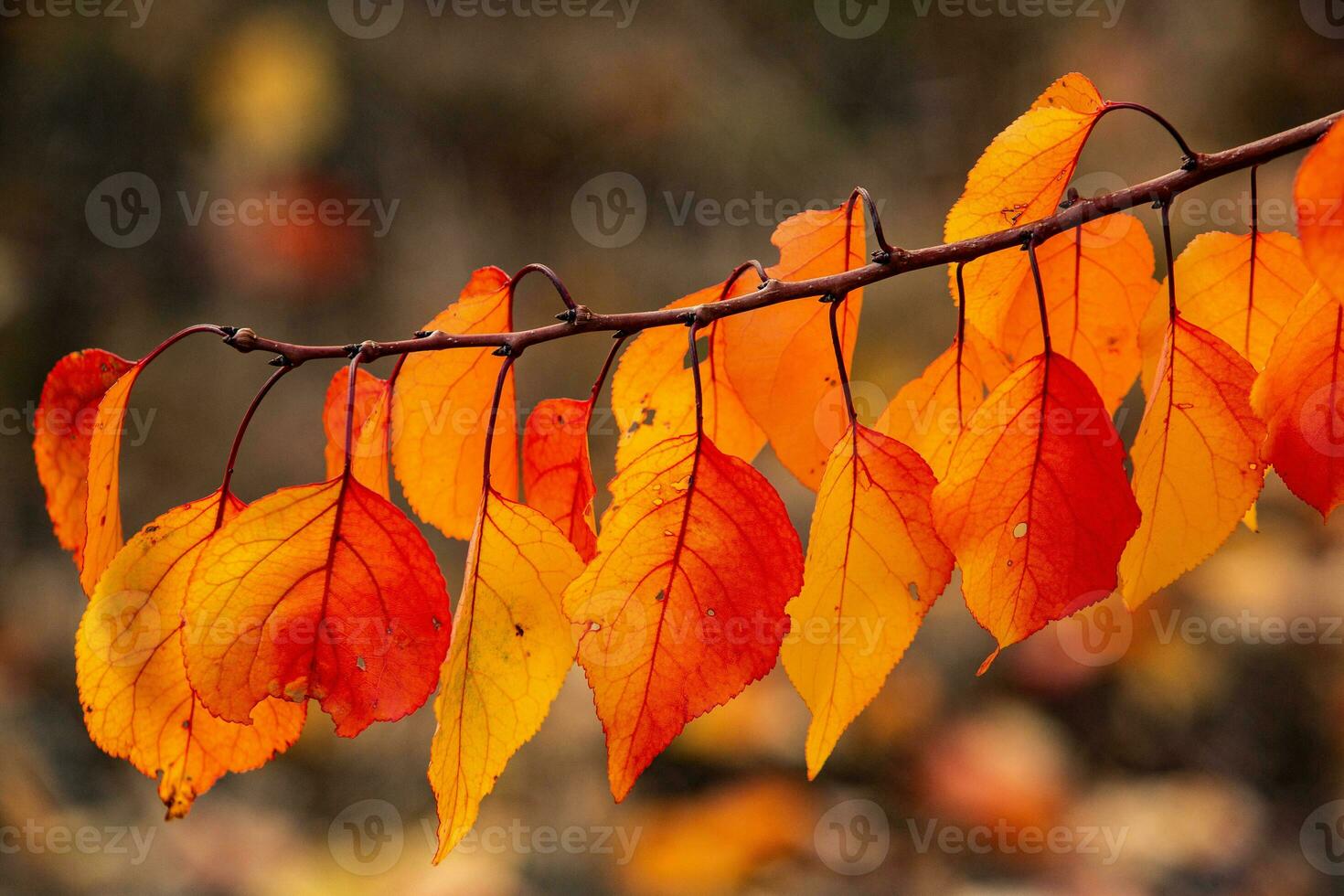 Photo with colorful autumn leaves. Background with magical autumn.