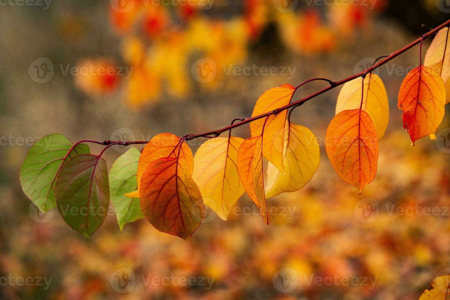 Photo with colorful autumn leaves. Background with magical autumn.