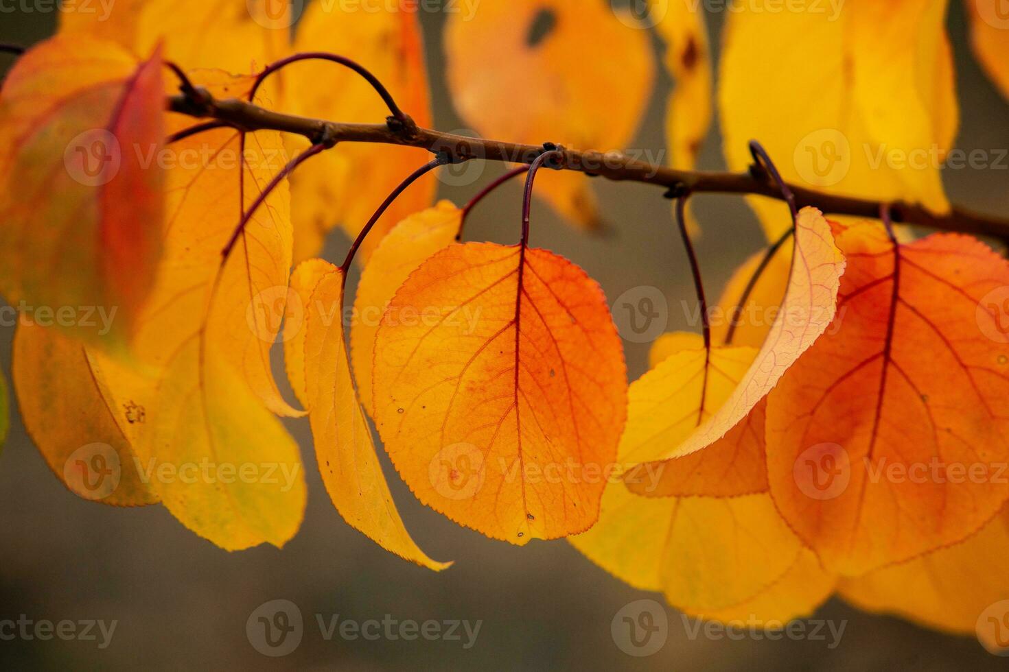 Photo with colorful autumn leaves. Background with magical autumn.