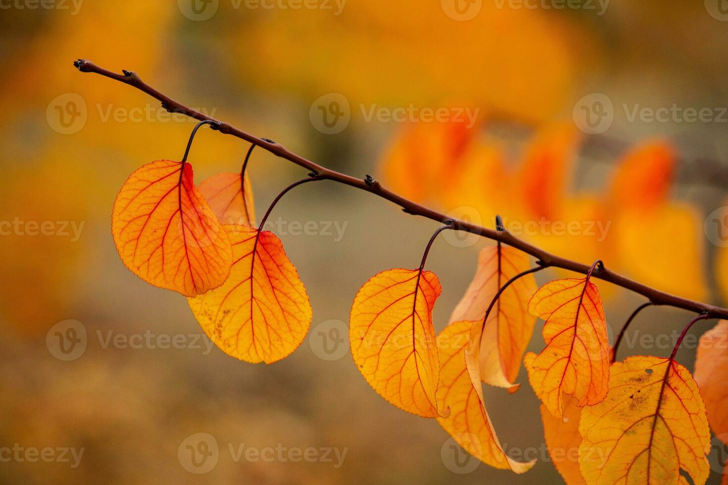 Photo with colorful autumn leaves. Background with magical autumn.
