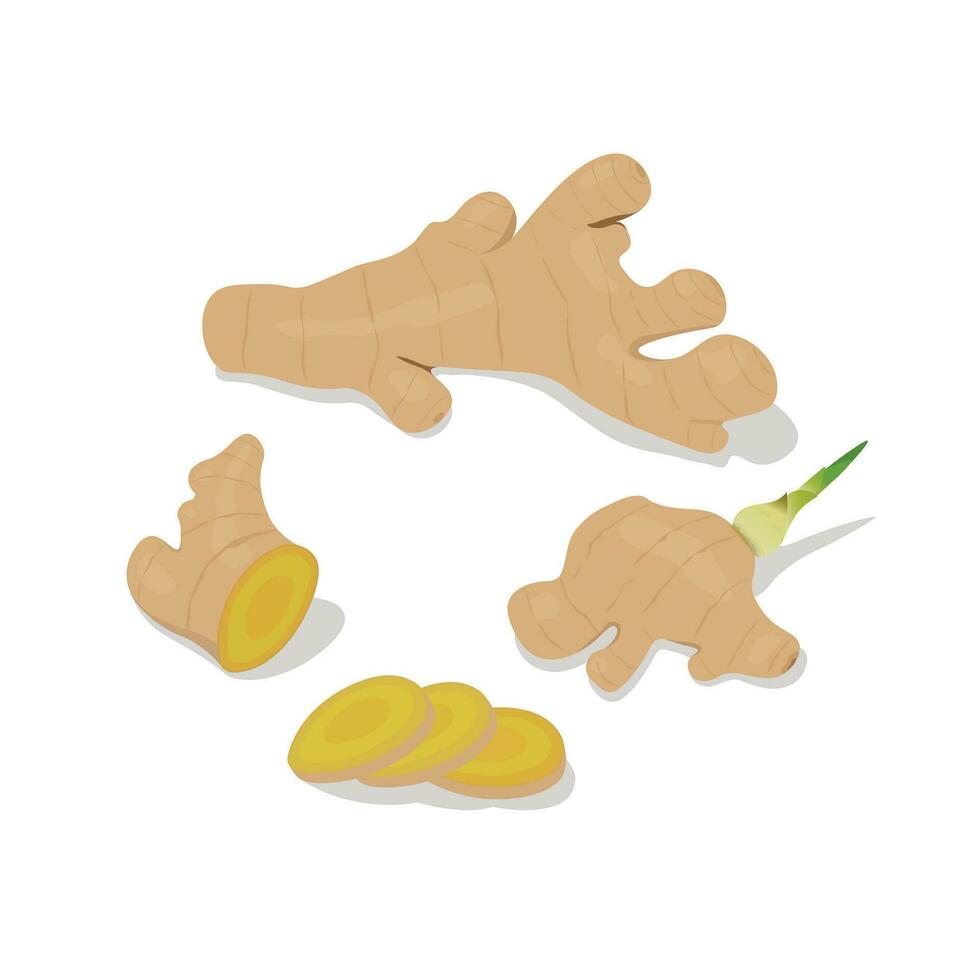 Set of ginger illustration flat vector on white background. Ginger root, sprouted ginger root, ginger slices. Spices and herbs. Hand drawn. Cartoon style.