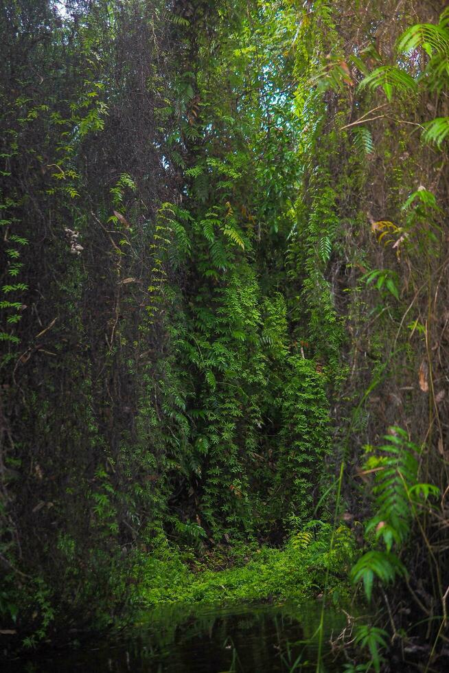 de tailandia Rayong botánico jardín es un mangle bosque con encantador arboles ese reflejar en el cerca lago. foto