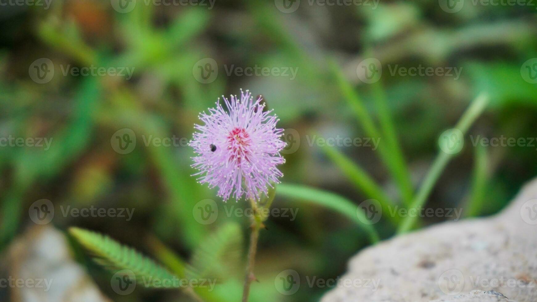 shy princess flower or Mimosa pudica or Putri malu growing around the grass photo