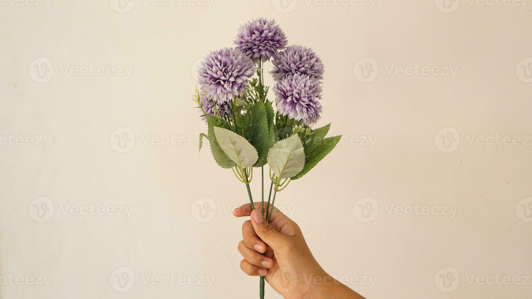 Isolated woman hand hold and giving a bunch of artificial blooming dandelion or chrysanthemum flower purple or violet color on white background for mother day, wedding and valentine, Copy space. photo