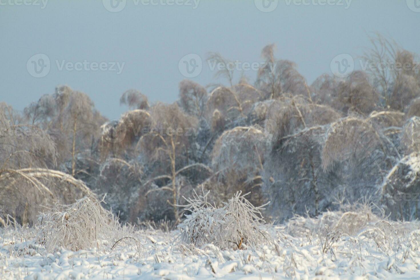beautiful winter forest photo