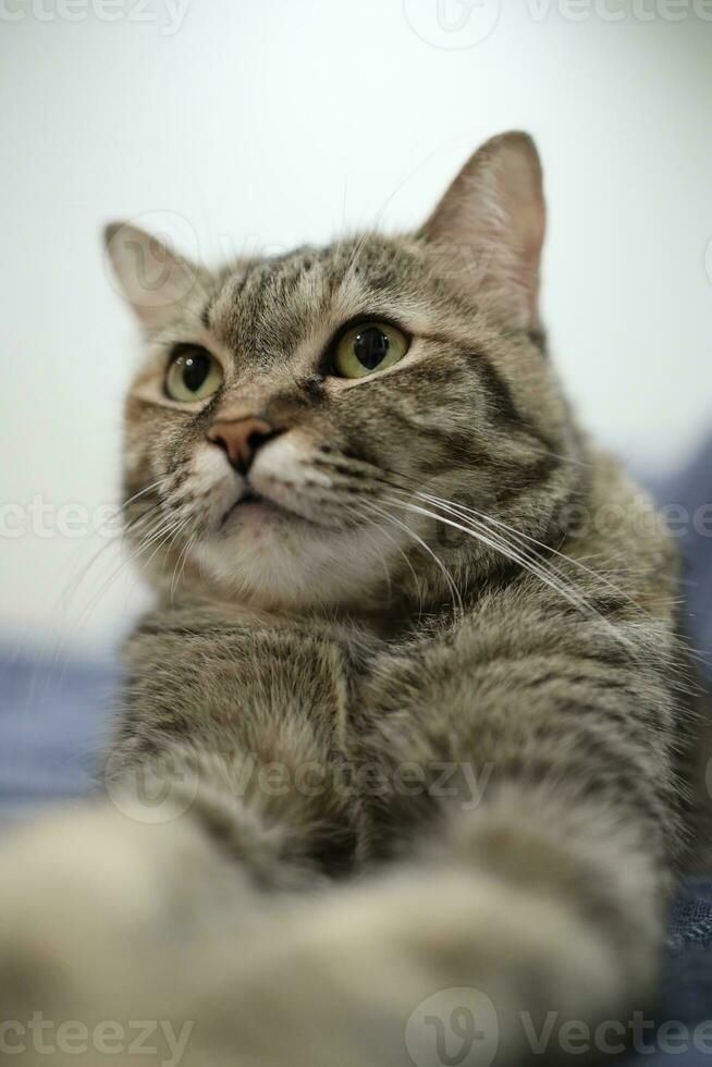 Adult Tabby Cat photo