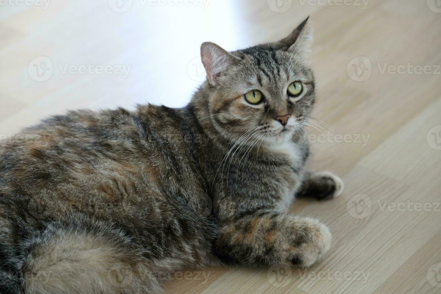 Adult Tabby Cat photo