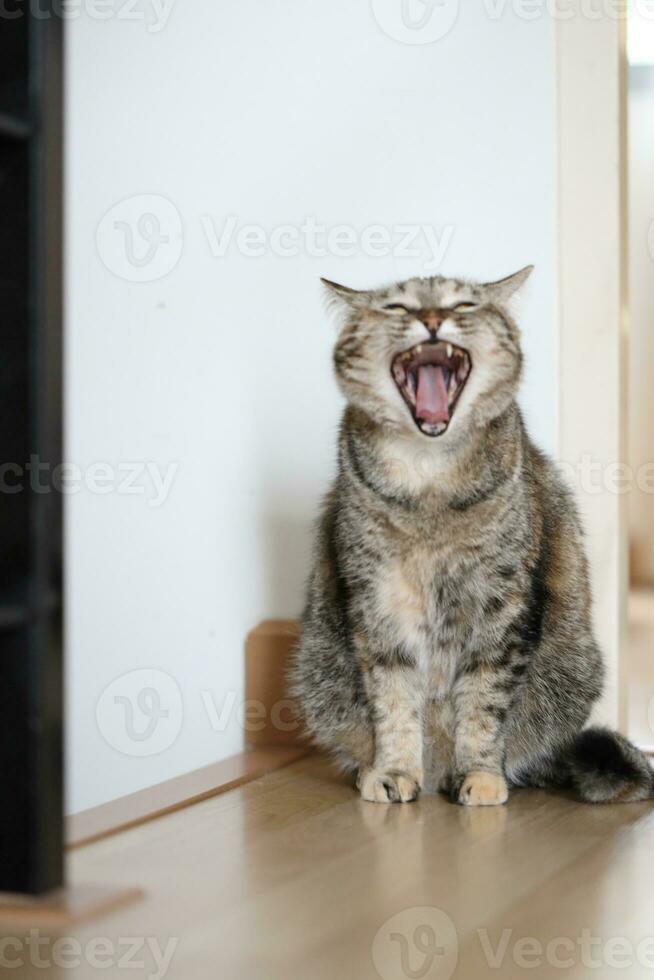 Adult Tabby Cat photo