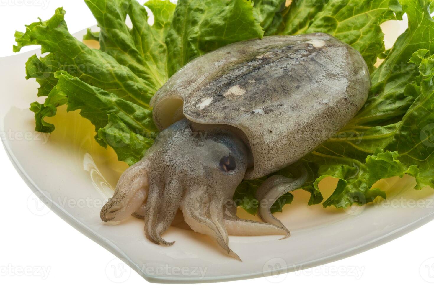 Raw cuttlefish isolated on white photo
