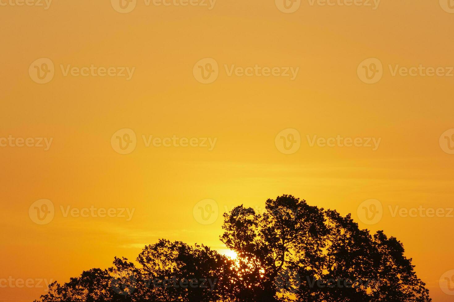 Dom detrás parte superior de árbol a amanecer foto