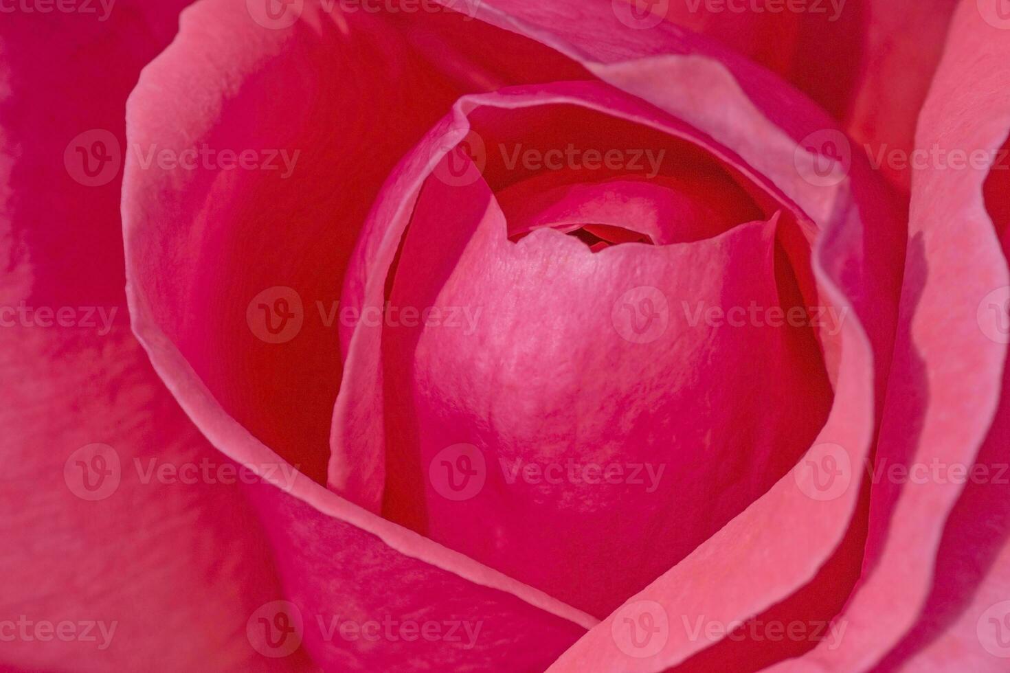 close up of pink rose photo