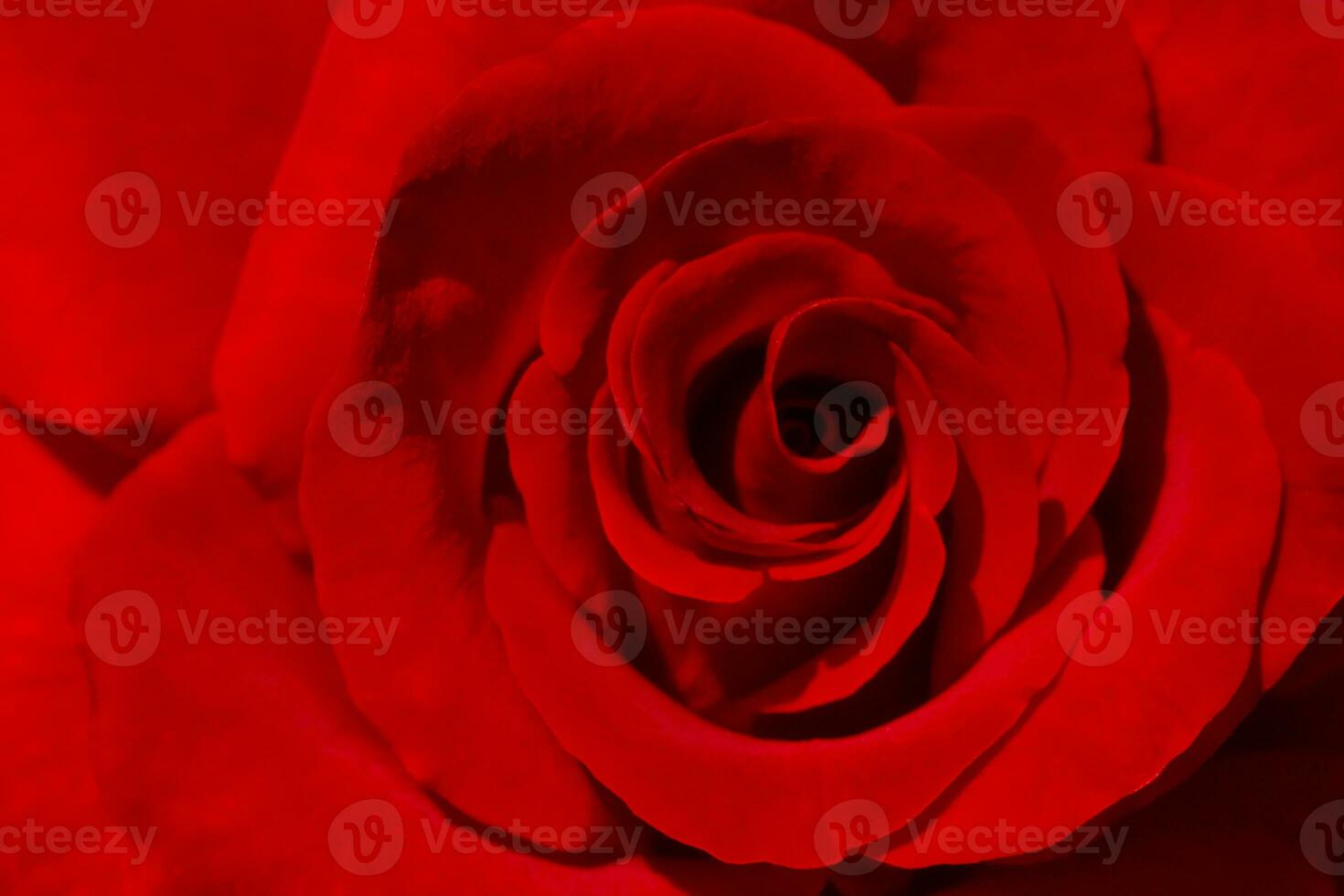 close up of red rose photo