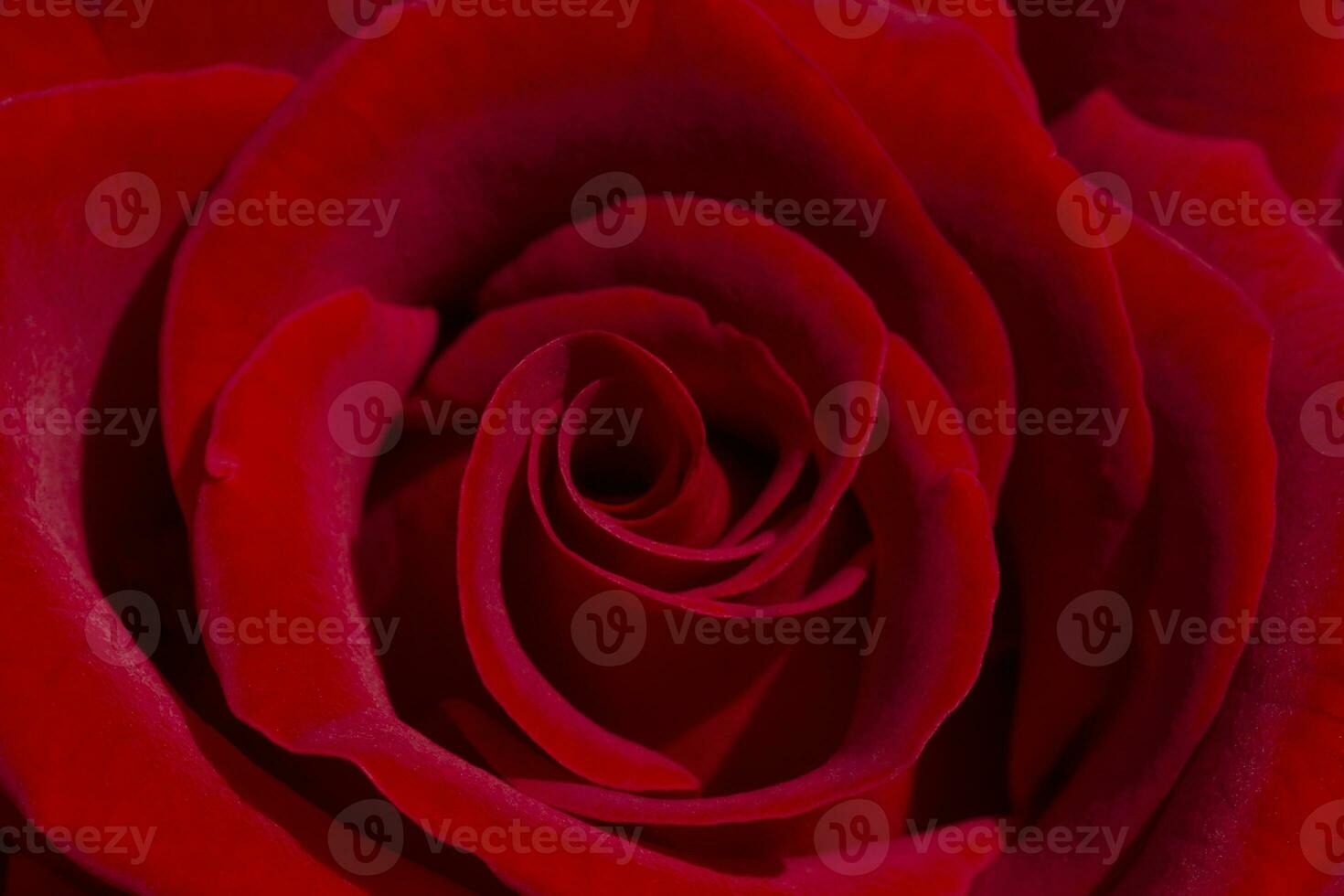 close up of red rose flower photo