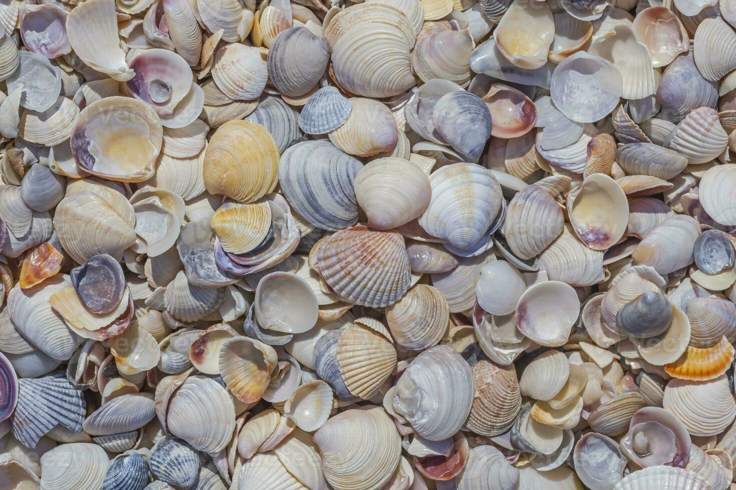 colorful seashells on sea coast photo