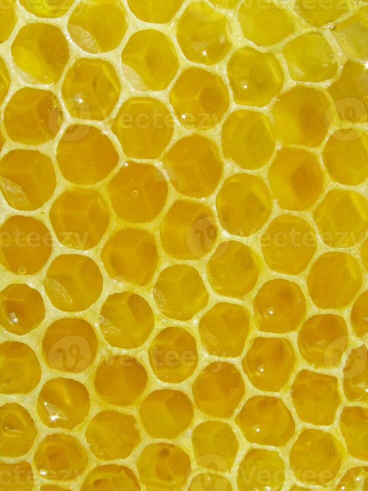 close up of honey combs photo