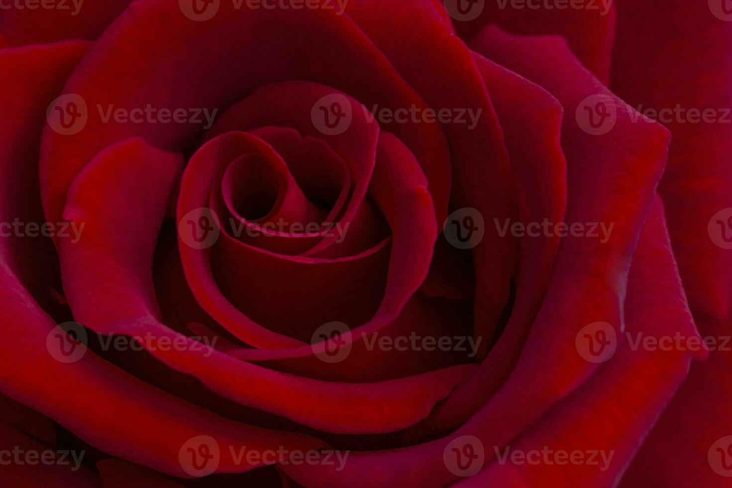close up of beautiful red rose photo
