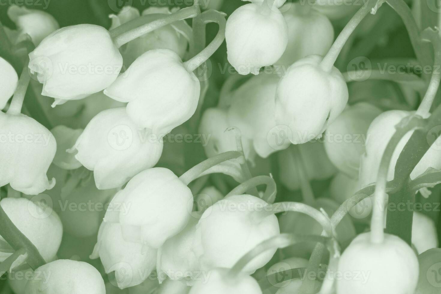 lily of the valley flowers photo