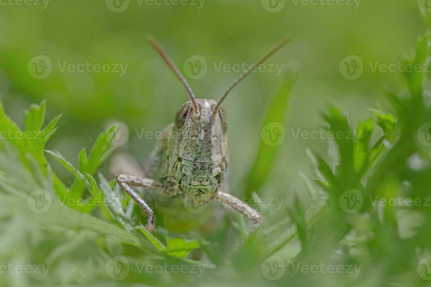 saltamontes sentado en verde césped foto