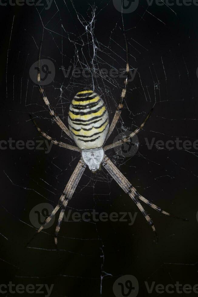 close up of wasp spider sitting on cobweb photo