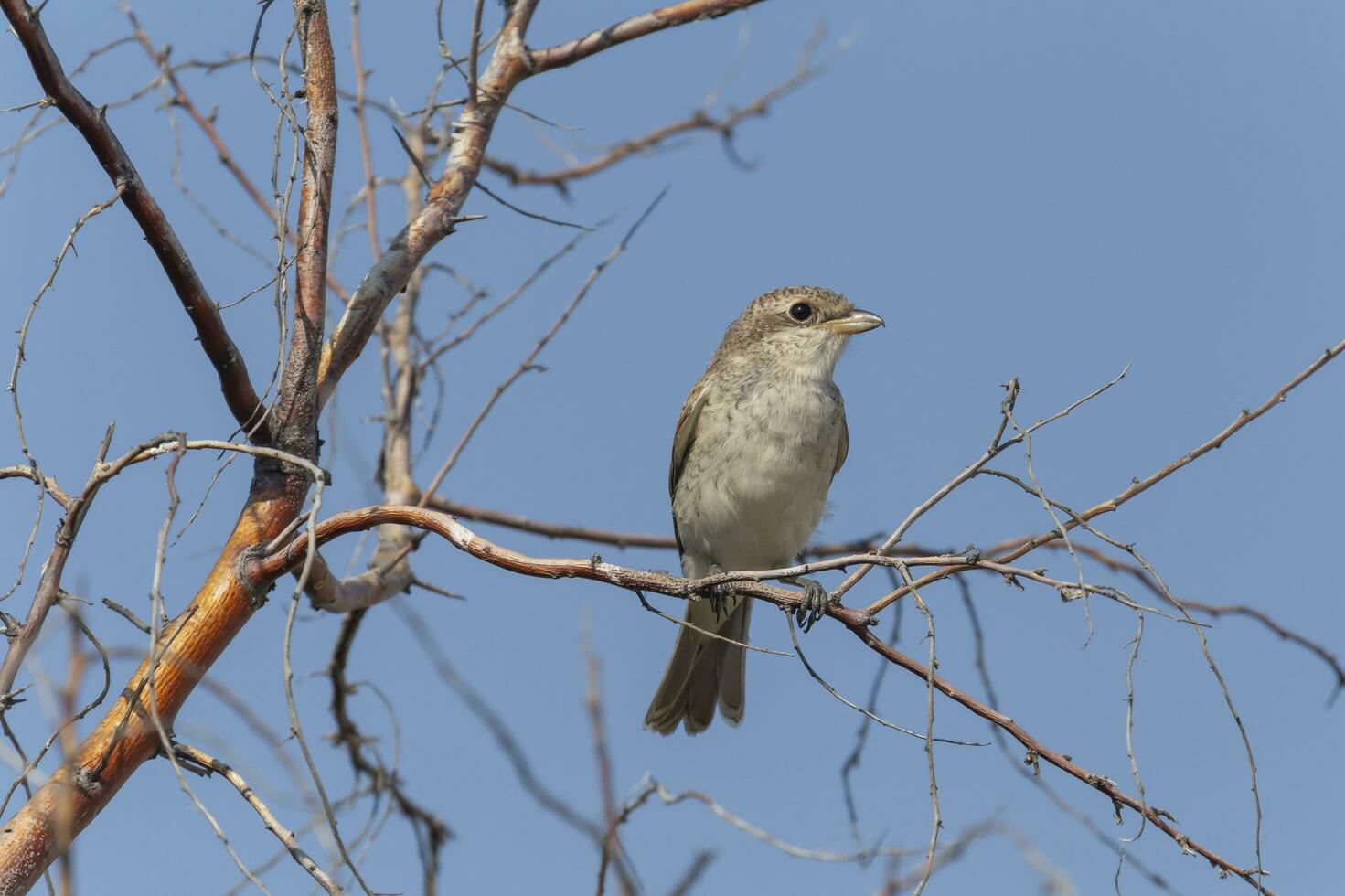 juvenile red backed shrike sitting on branch of tree photo