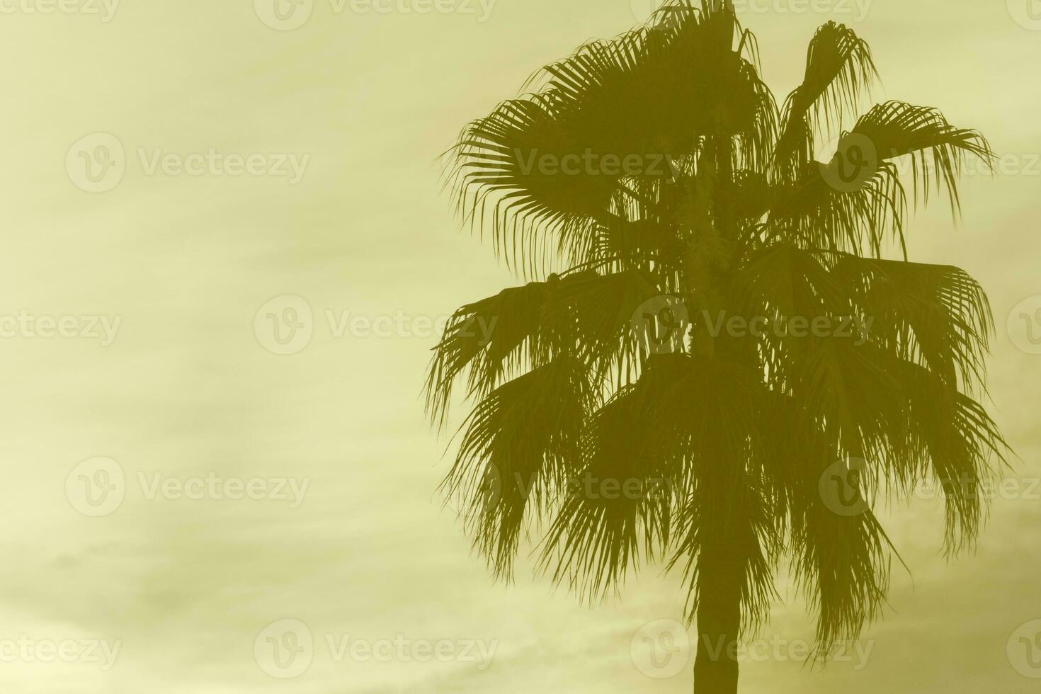 palm tree against sky colored in golden photo