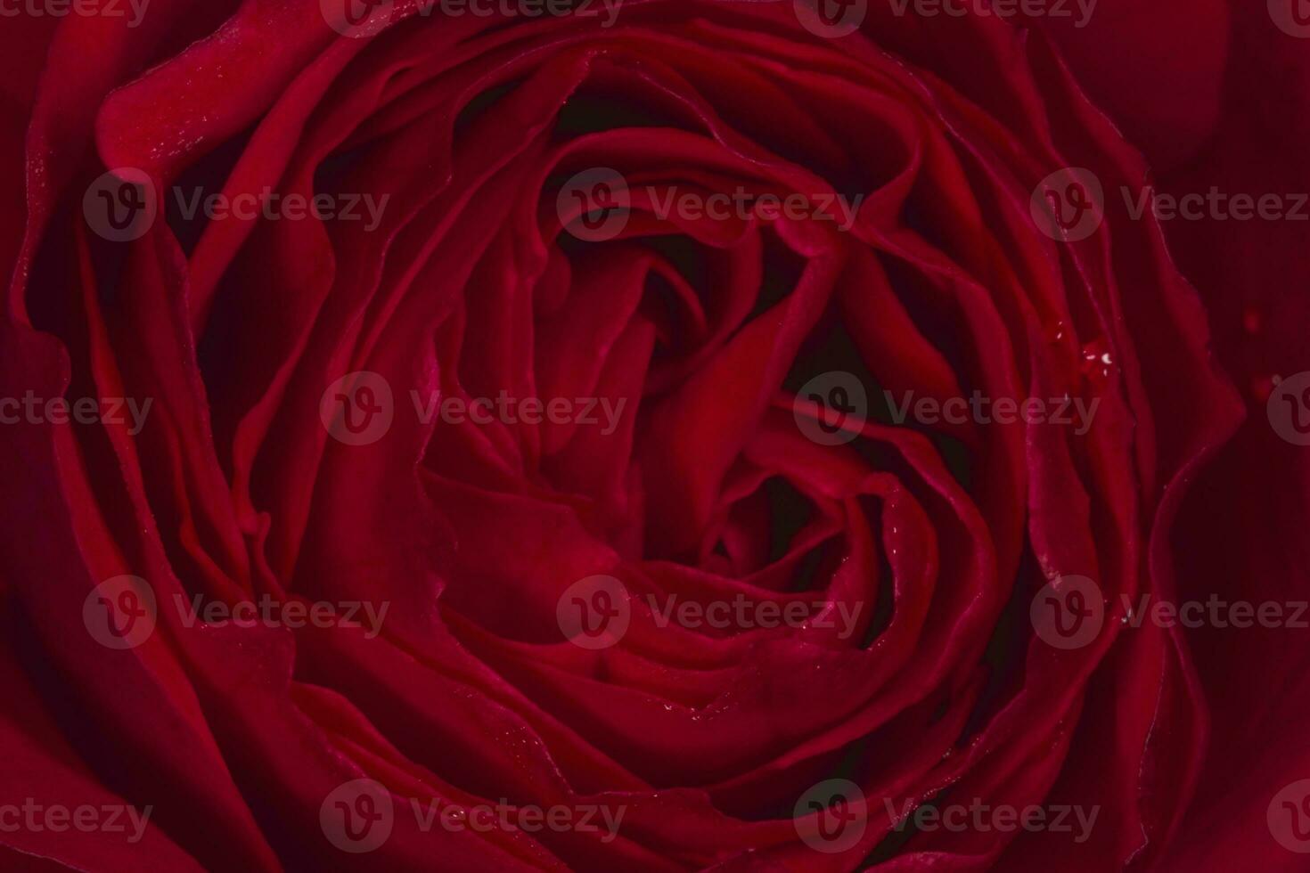 dark red rose flower covered with dew drops photo