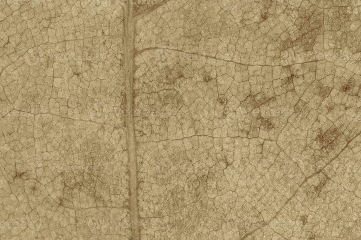 close up of dry leaf texture photo
