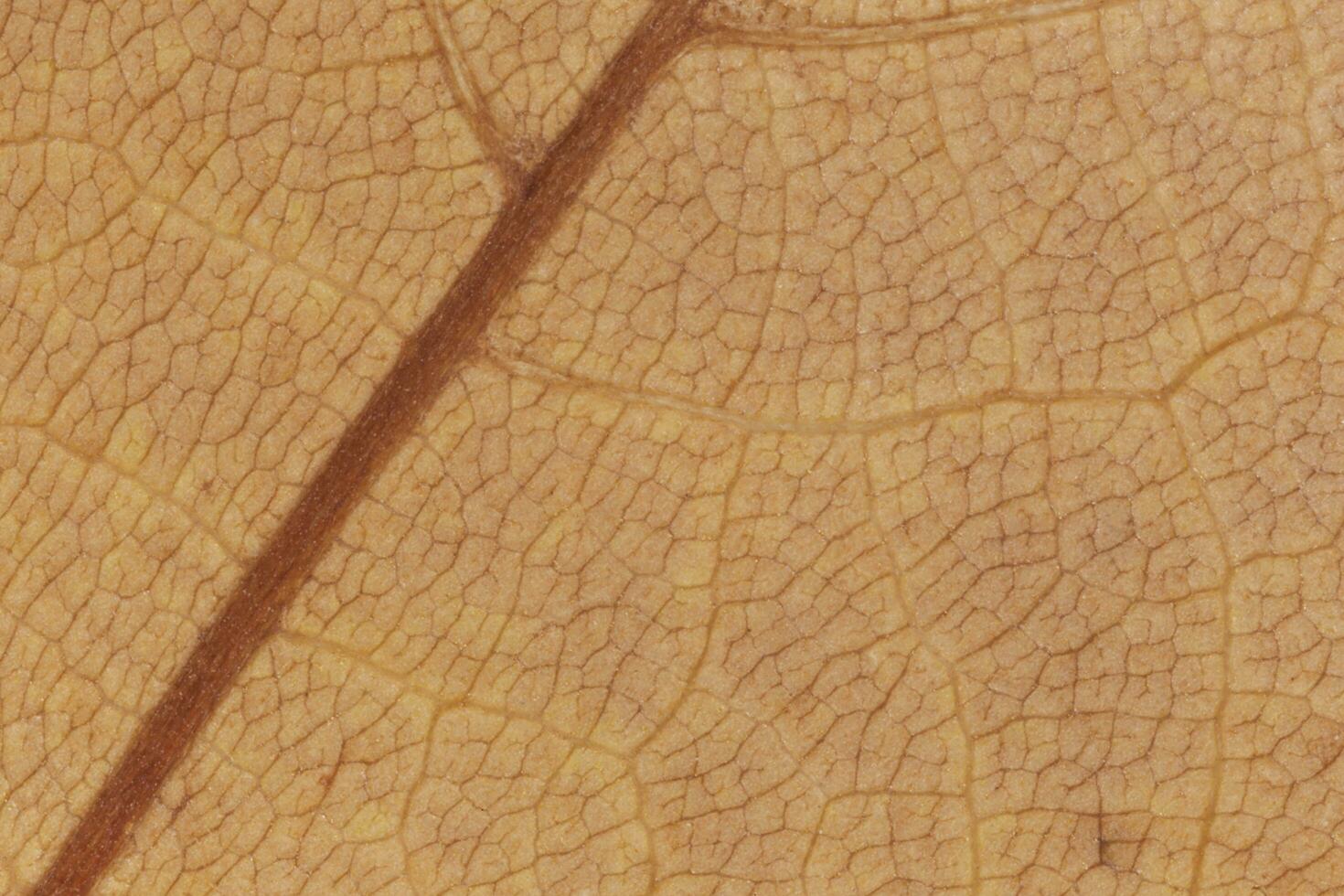 close up of dry maple tree leaf texture photo