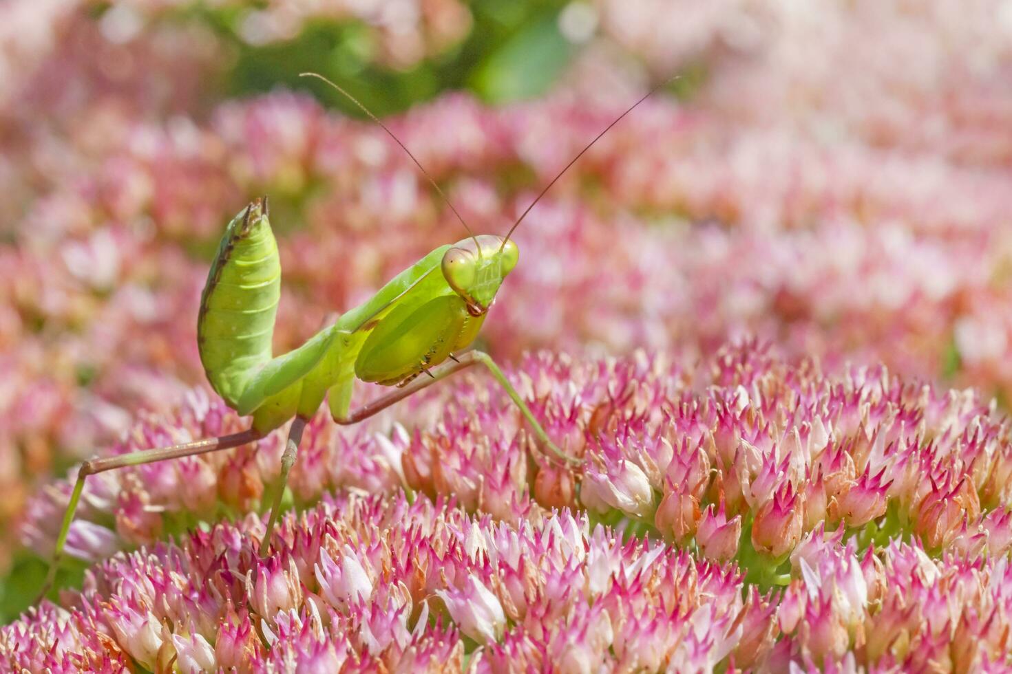 green praying mantis sitting on blossom photo