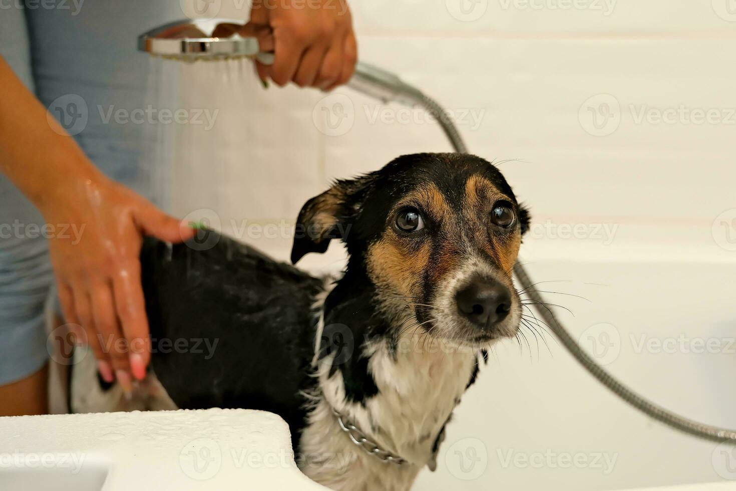the girl washes the dog. Hygiene of pets. bathing the dog with shampoo. water dripping on the dog photo