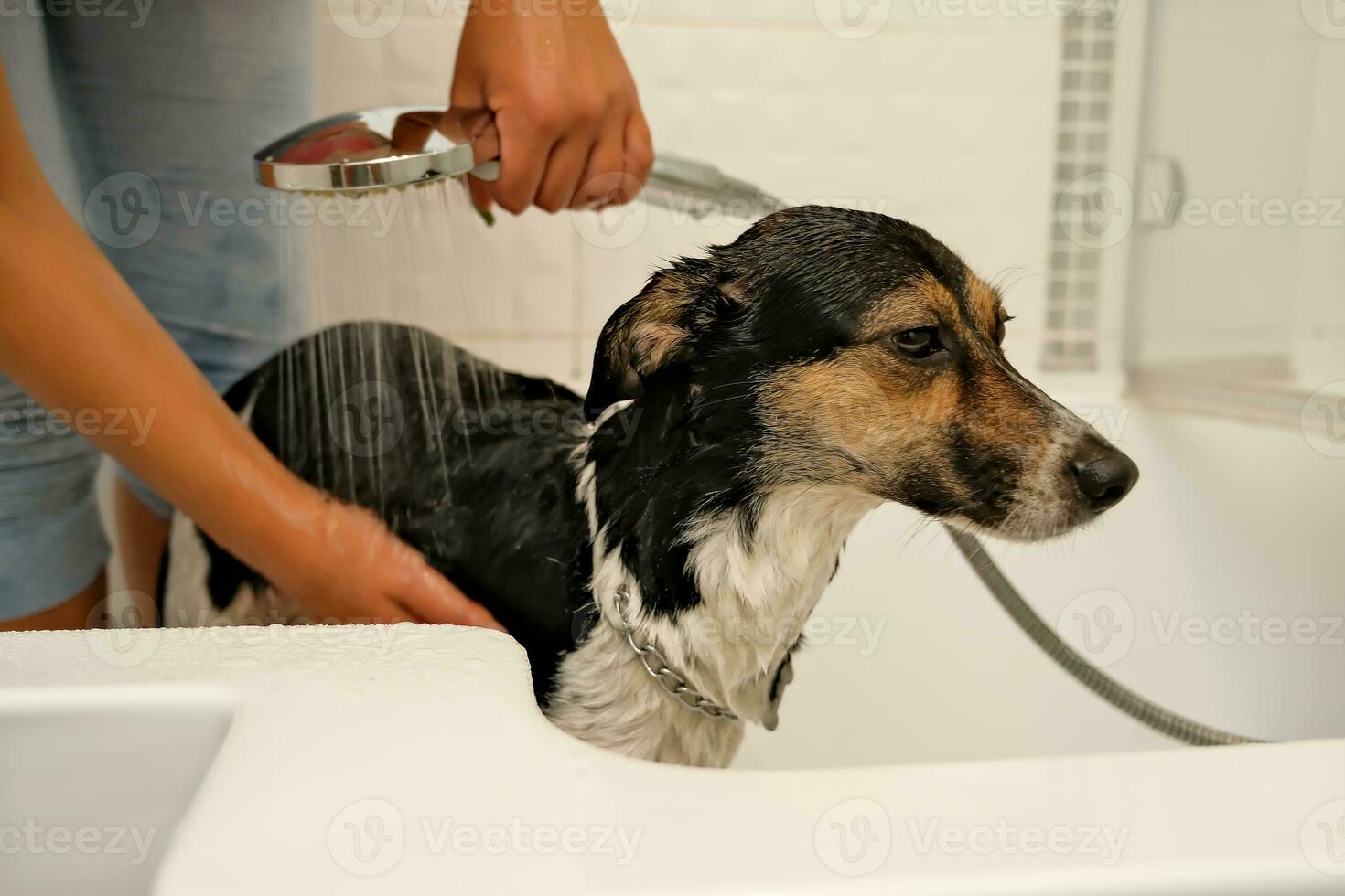 the girl washes the dog. Hygiene of pets. bathing the dog with shampoo. water dripping on the dog photo