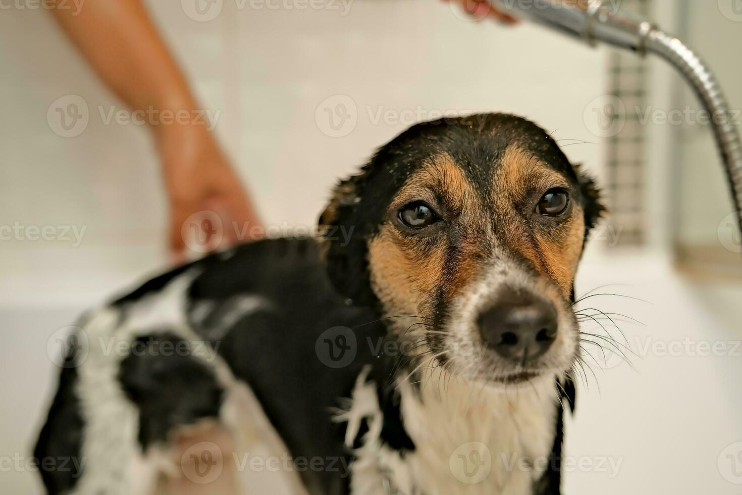 the girl washes the dog. Hygiene of pets. bathing the dog with shampoo. water dripping on the dog photo