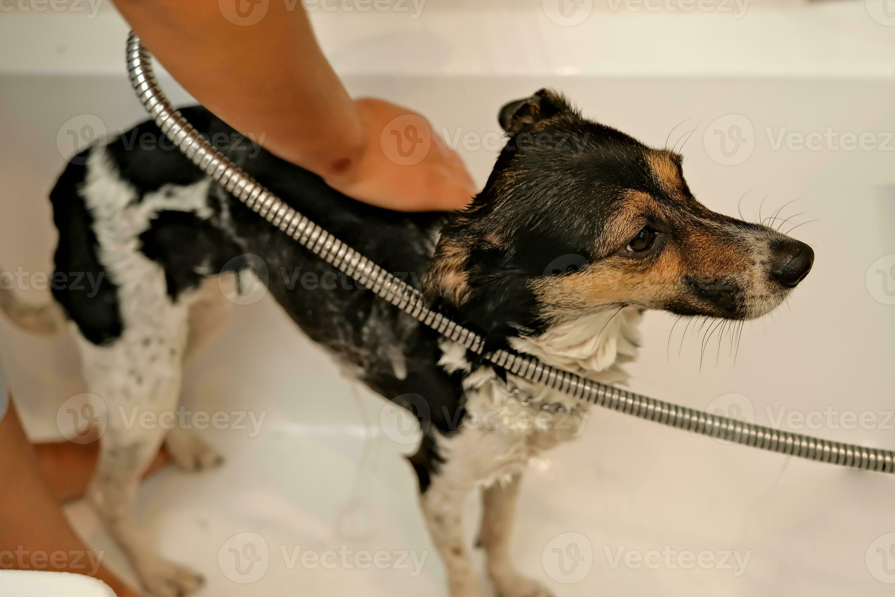 the girl washes the dog. Hygiene of pets. bathing the dog with shampoo