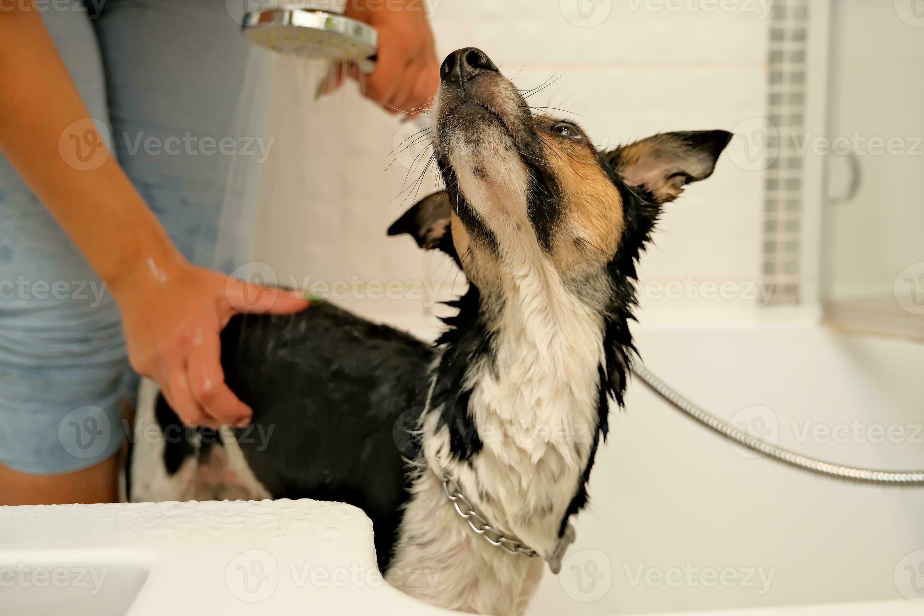 the girl washes the dog. Hygiene of pets. bathing the dog with shampoo