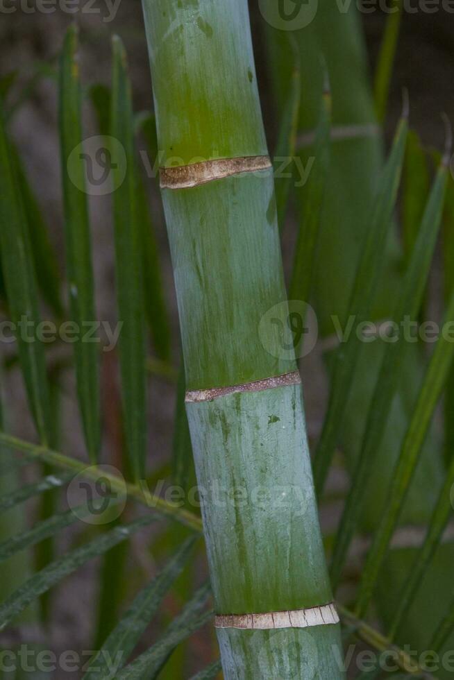 original green natural background with bamboo stalks in close-up photo