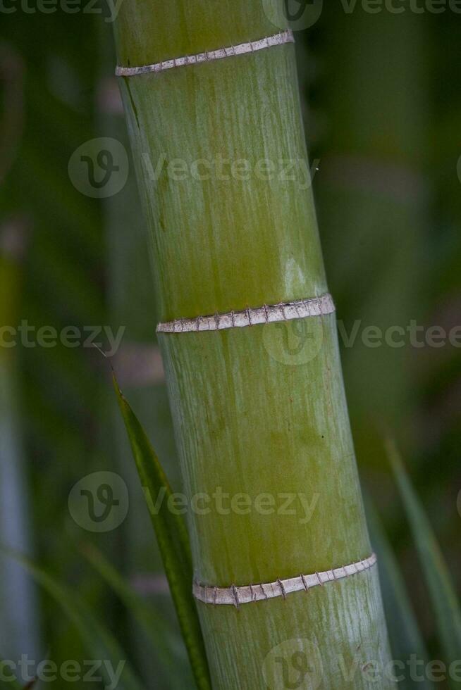 original verde natural antecedentes con bambú tallos en de cerca foto