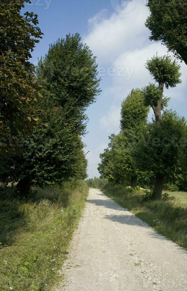 camino verano paisaje foto