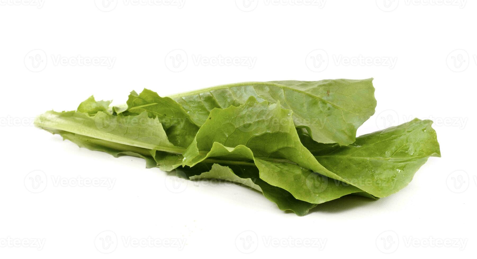 Green Salad leaves photo