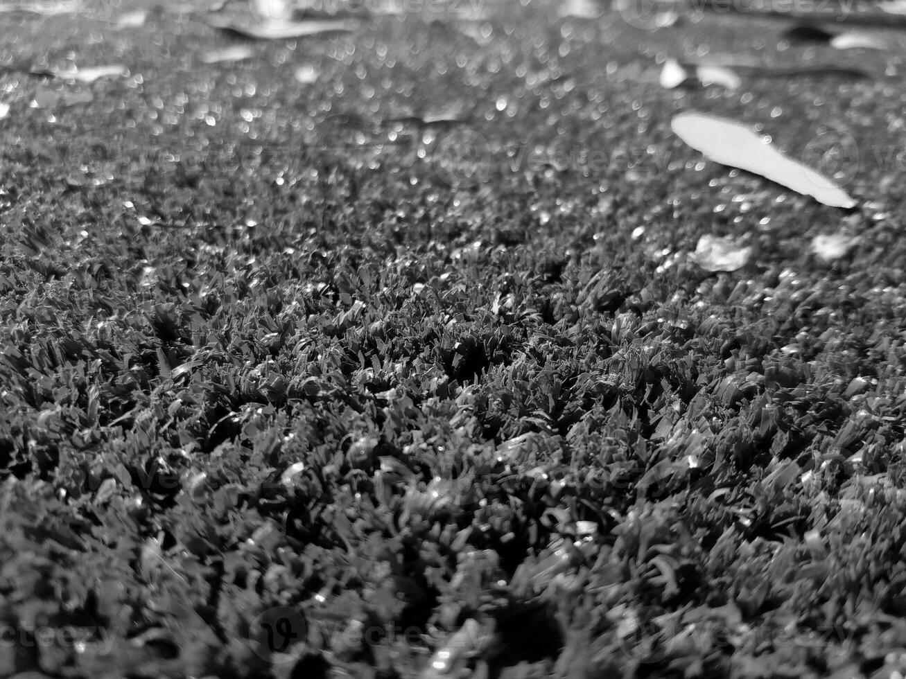 Black and white grass background close view, grayscale grass photo