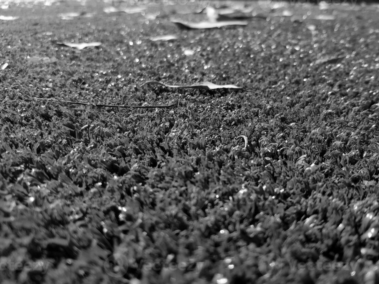 Black and white grass background close view, grayscale grass photo