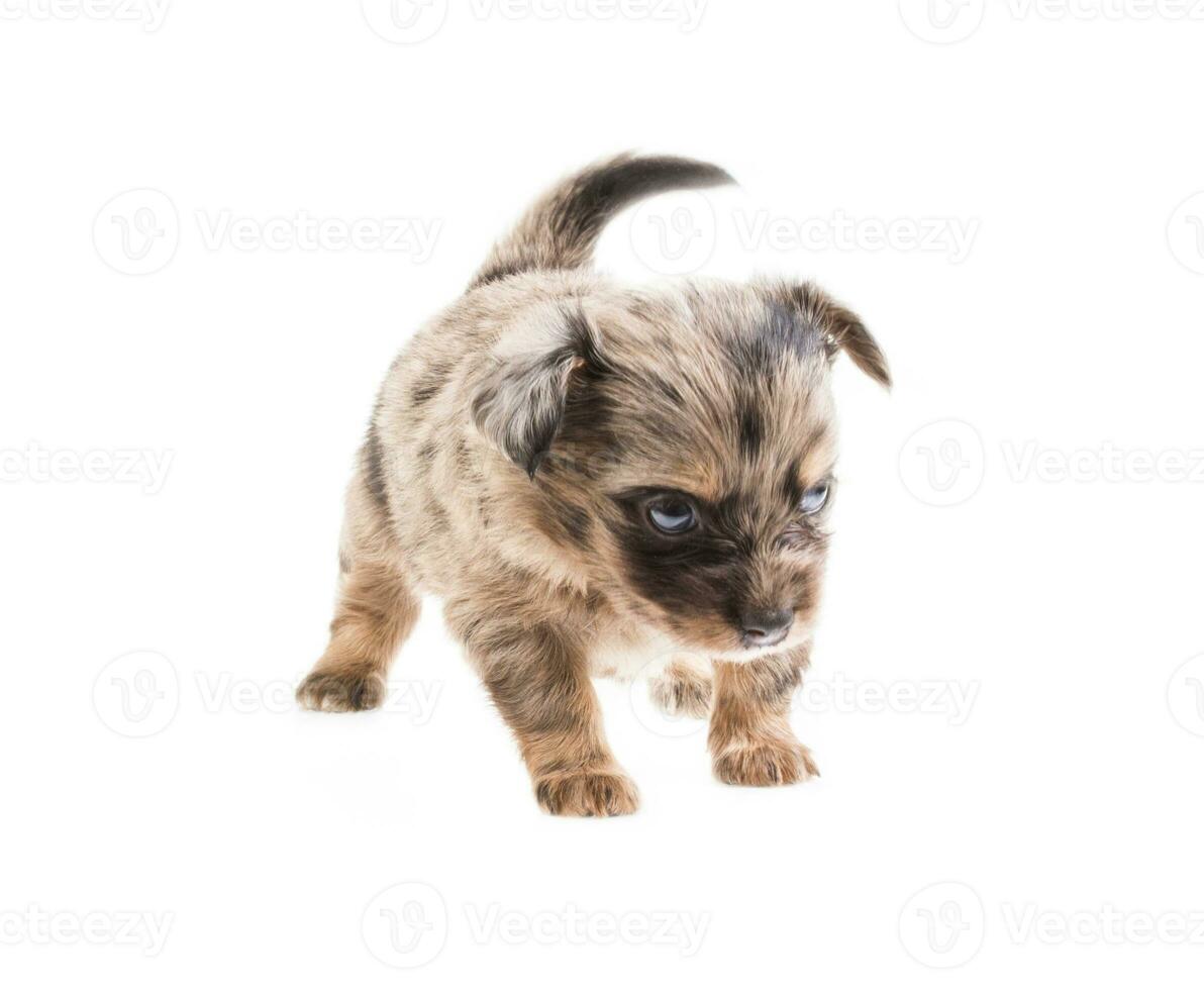 gracioso cachorro chihuahua posa sobre un fondo blanco foto