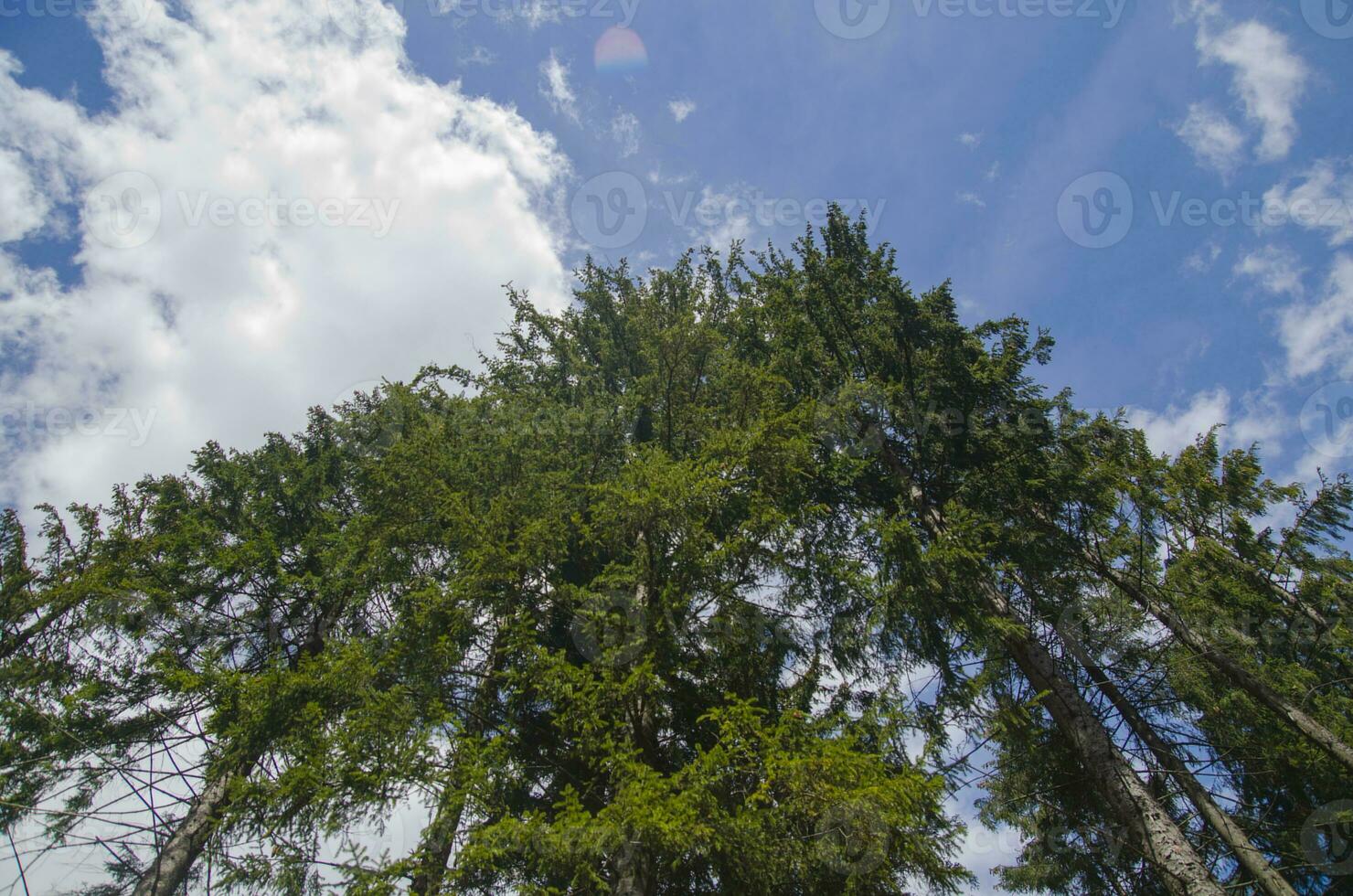 High forest trees photo