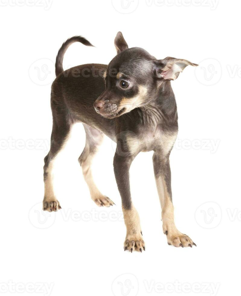 Russian toy terrier, isolated on a white background photo